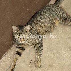 dormi_cica
