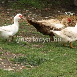 kacsak